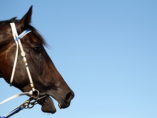 Black Caviar is head and shoulders above her contemporaries