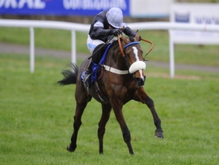 Hollow Tree bids for another big-race success at Cheltenham on Saturday.