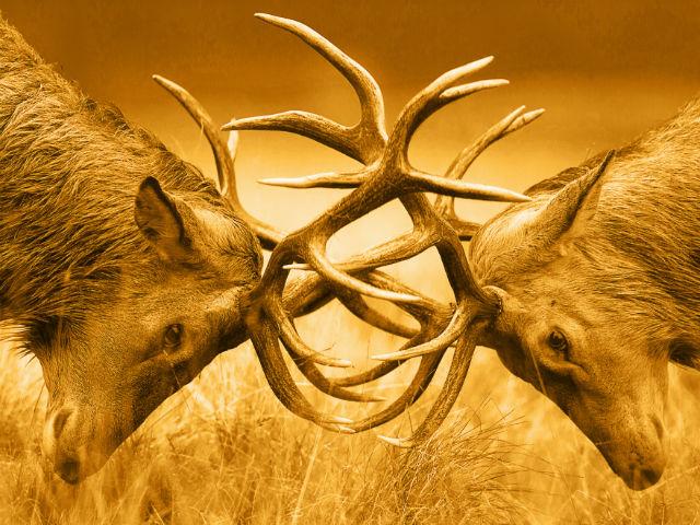 Betfair's Exchange lets you lock horns with fellow punters