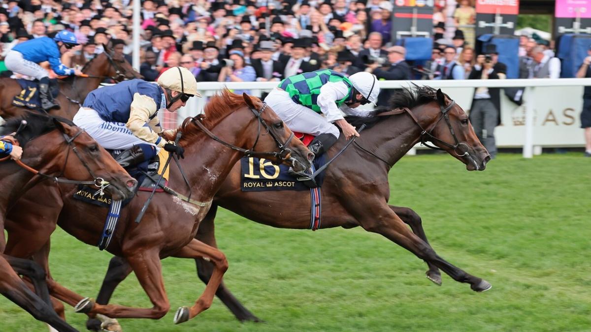 Horse Racing Betting Terms