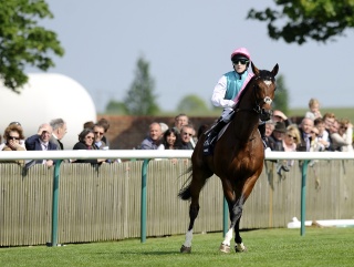 Frankel at Newmarket