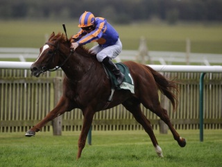 Aidan O'Brien's Daddy Long Legs has the form to go well if he takes to dirt.