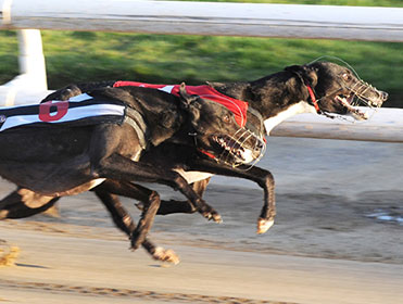 How To Pick Winning Greyhounds