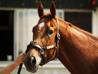 Simon Rowlands believes Animal Kingdom will win the Belmont showdown