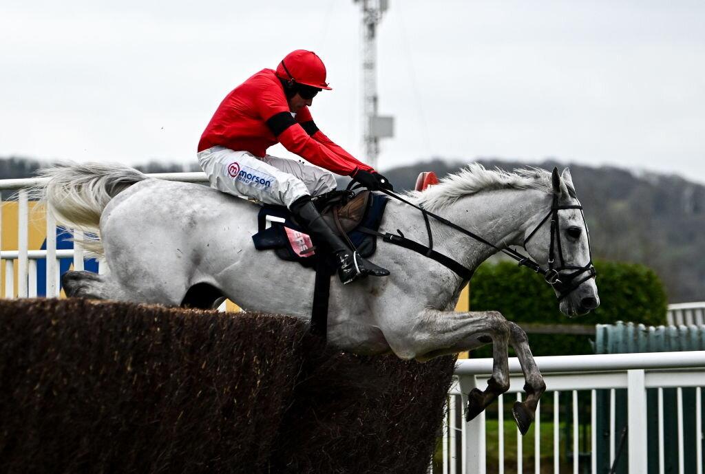 Grey Dawning in action at Cheltenham Racecourse