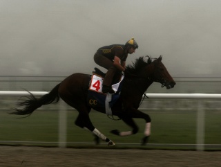 Gio Ponti is the likely favourite in the Arlington Million Stakes