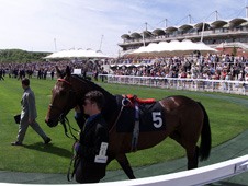 Glorious Goodwood