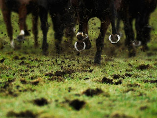 Recent rain will ensure plenty of cut in the ground