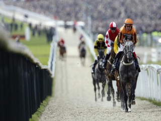 Medermit pictured at Cheltenham.