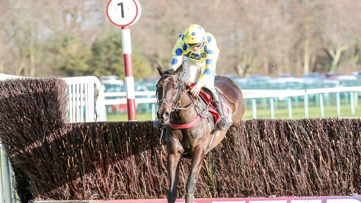 Yala Enki racehorse for Paul Nicholls