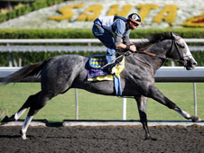 Zensational works out at Santa Anita 