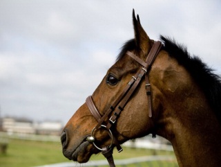 Can Hurricane Fly defend his Champion Hurdle crown? 