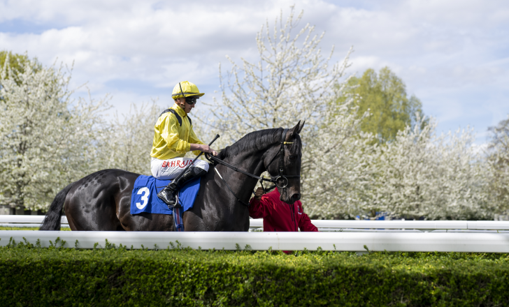 Horse at Ascot 