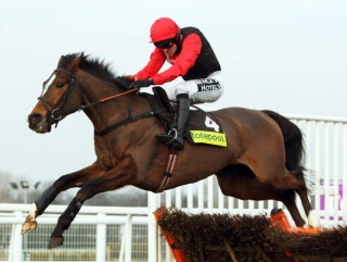 Celestial Halo was back in the winners' enclosure on Saturday.
