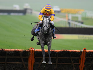 Domtaline: One of two Nicholls horses entered in the Lanzarote Hurdle