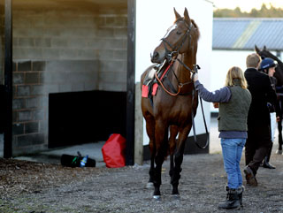 Kauto pictured at Exeter racecourse earlier this month