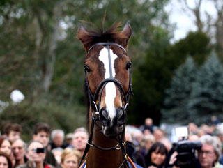 Kauto enjoys his victorious return to Ditcheat and is raring to go for the Gold Cup 