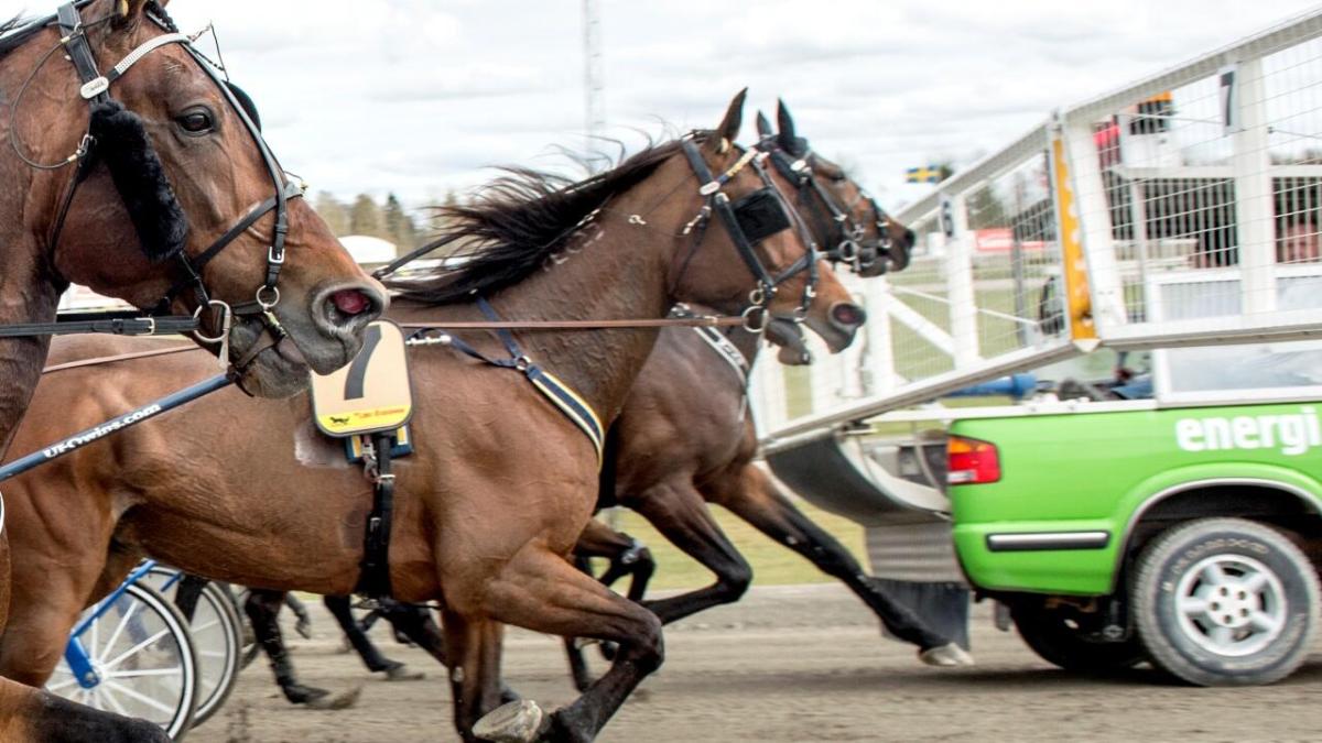 Formstark spetsidé till fyndodds