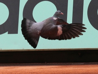 A pigeon zipping along... 